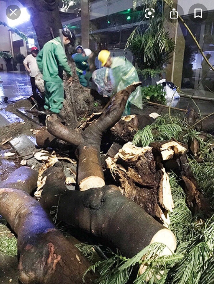 Dịch vụ chăm sóc và cắt tỉa cây xanh tại quận 4