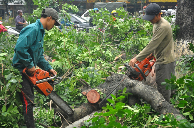 Chat ha cay xanh thu do
